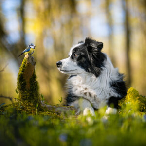 Border Collie betrachtet eine Blaumeise