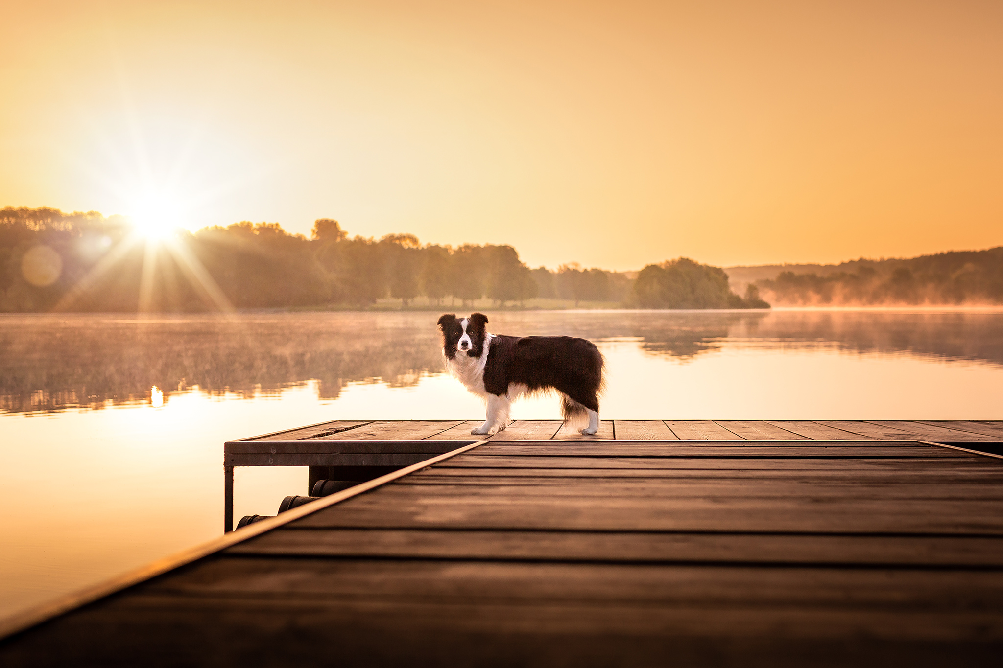 Border Collie Hündin auf einem Bootssteg am Wiesensee im Westerwald