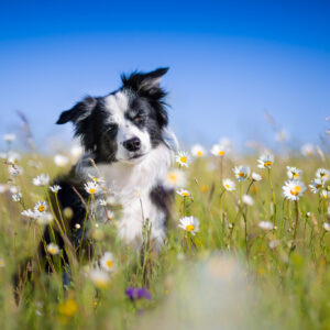 Border Collie Hündin im Margeritenfeld