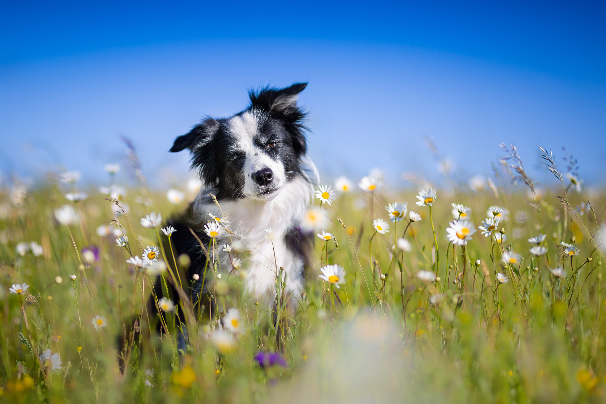 Border Collie Hündin im Margeritenfeld