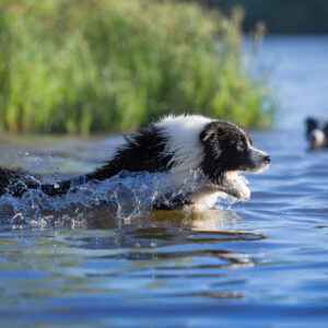 Hunde beim Schwimmen in der Driedorfer Talsperre
