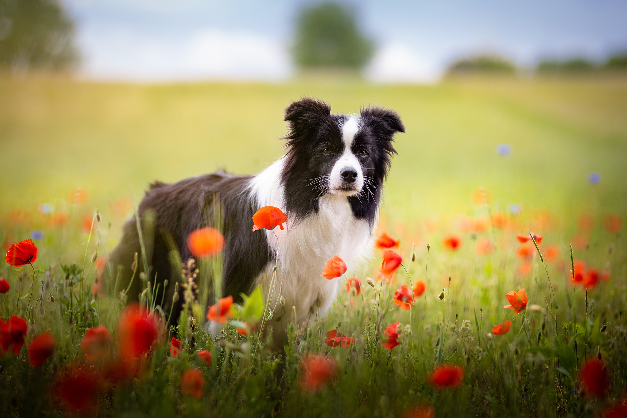 06|06|2020 – Mohnblumen auf dem Feld bei Donsberg: Heidi Border Collie Hündin im Mohnfeld