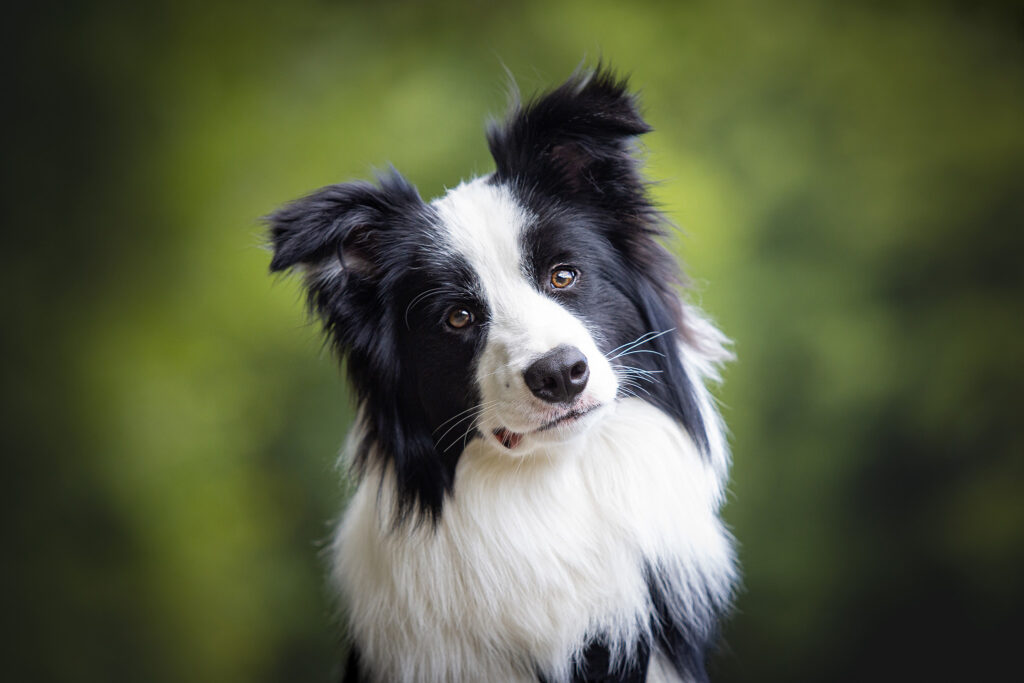 Border Collie Jungrüde mit acht Monaten