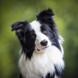 Border Collie Jungrüde mit acht Monaten