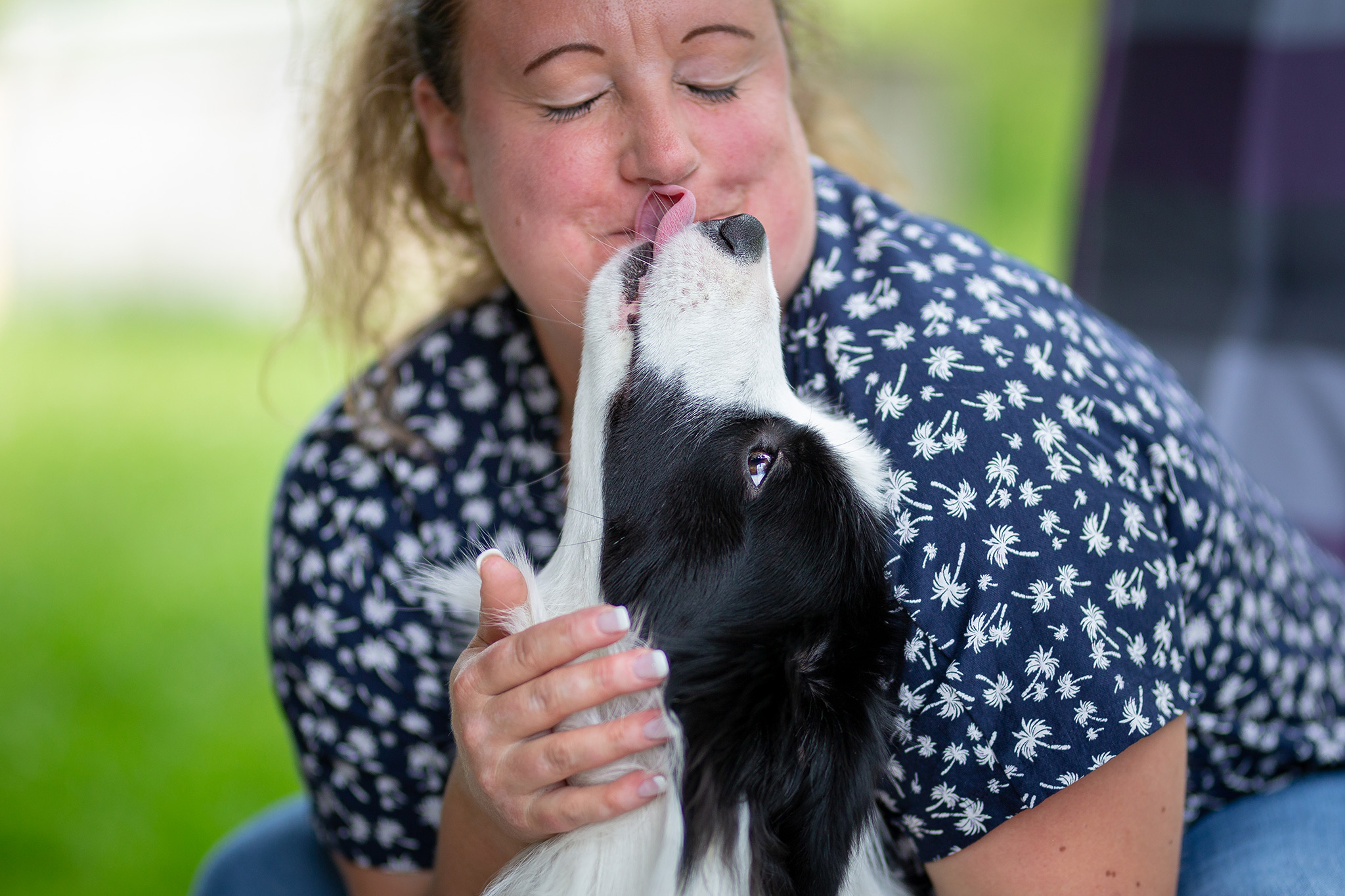 Border Collie Jungrüde mit acht Monaten