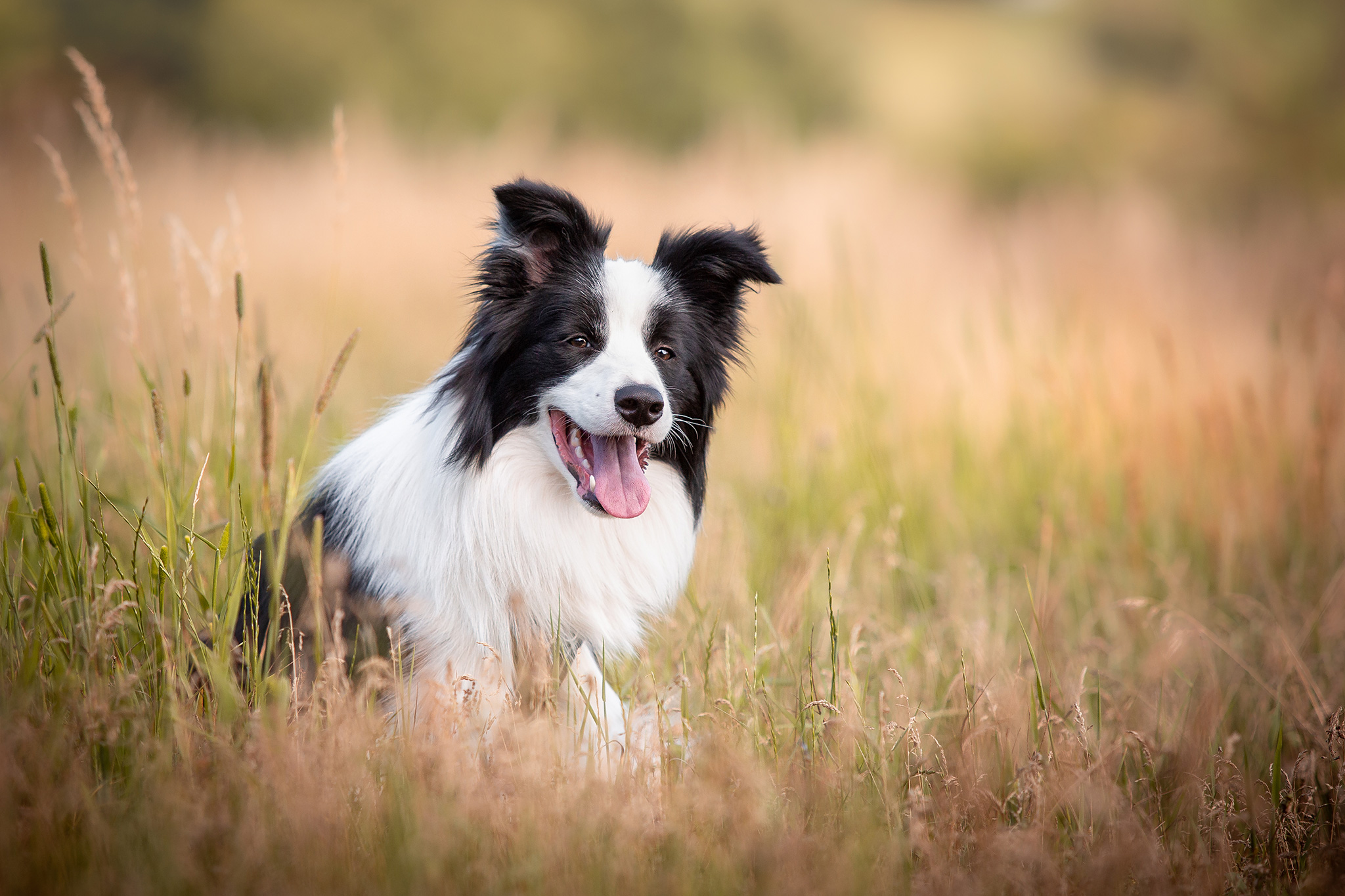 Border Collie Jungrüde mit acht Monaten