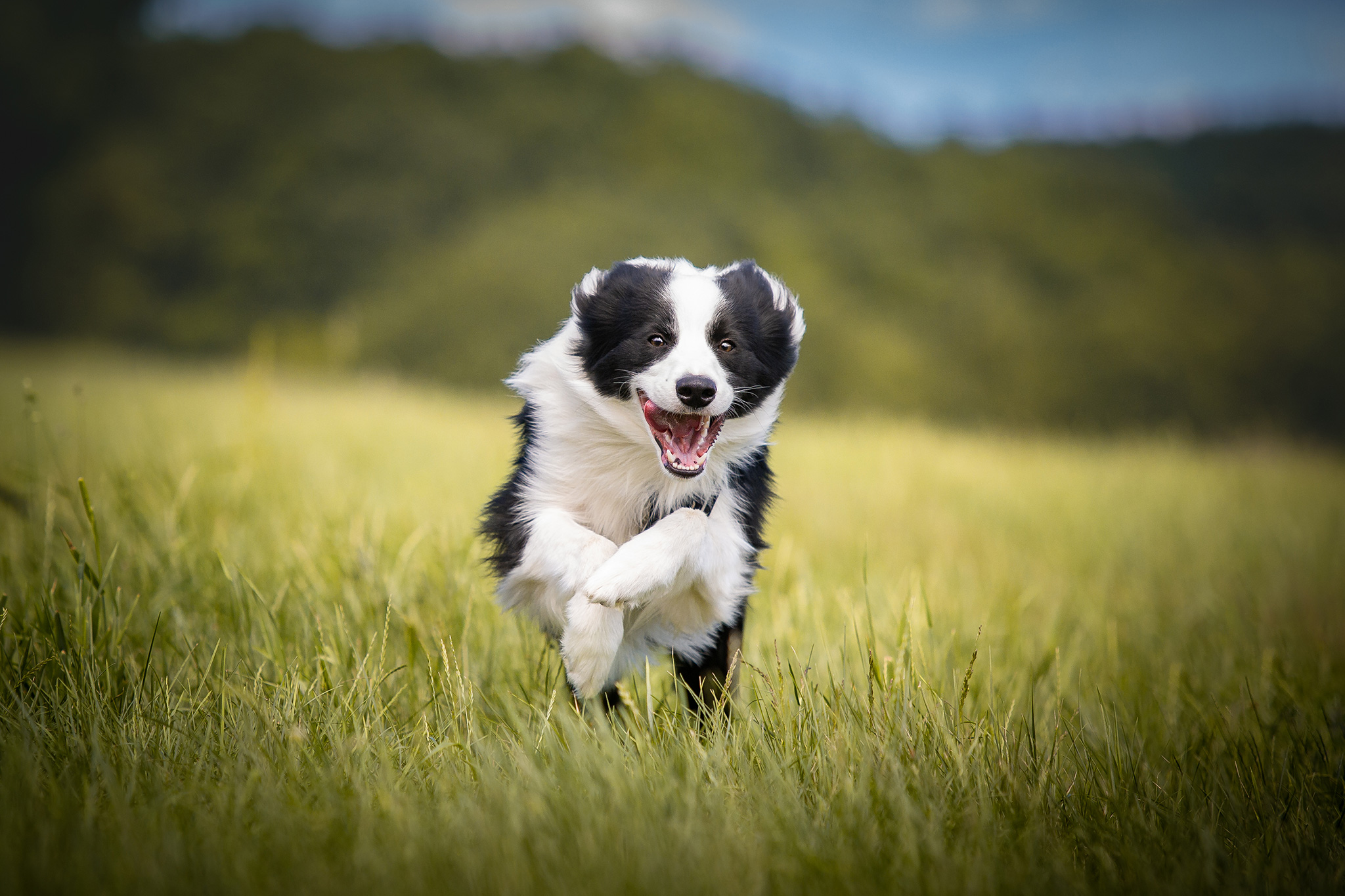 Border Collie Jungrüde mit acht Monaten