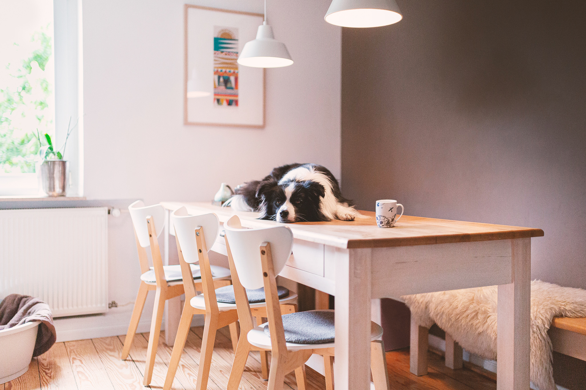 Border Collie Hündin liegt auf Küchentisch