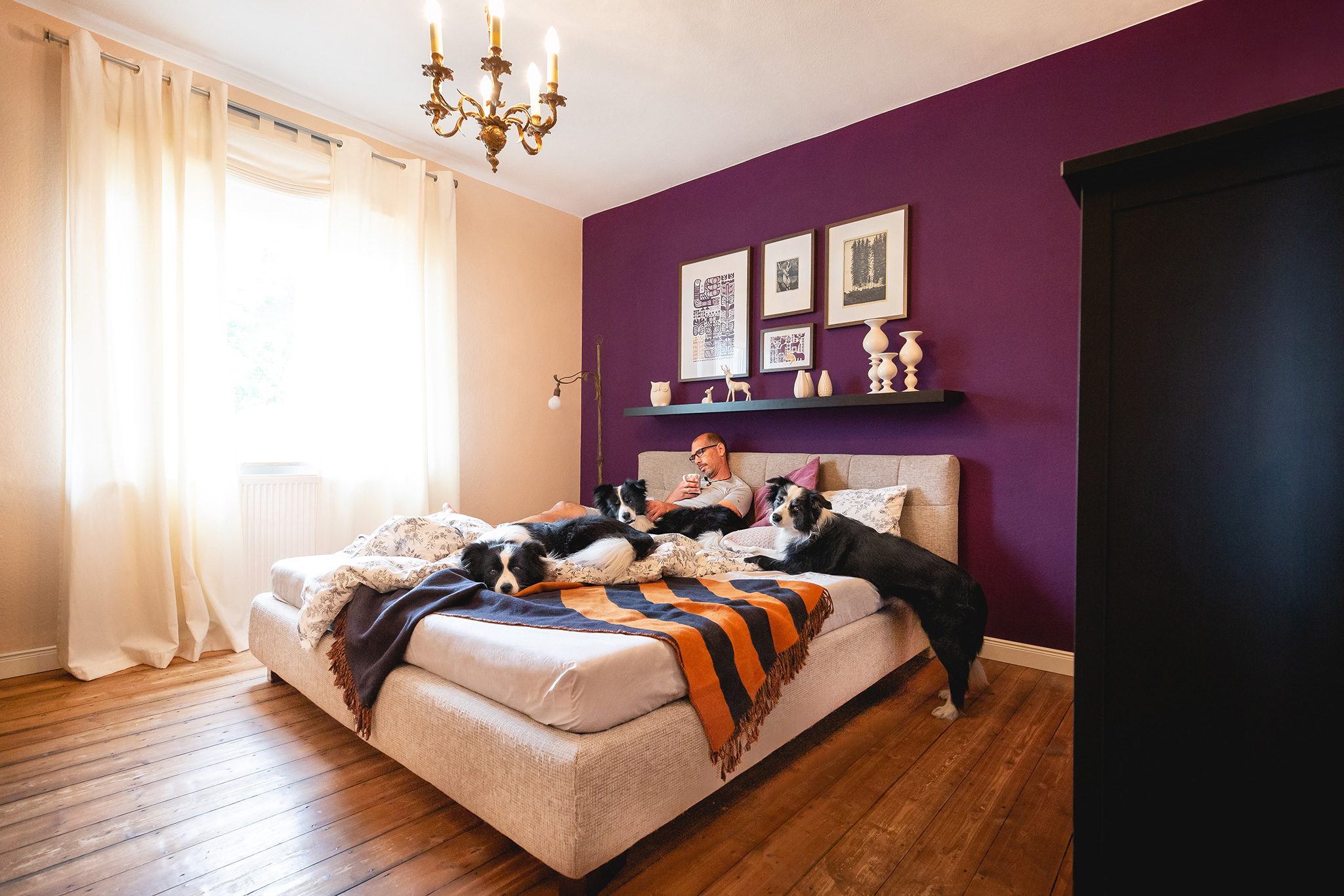 Border Collies im Schlafzimmer