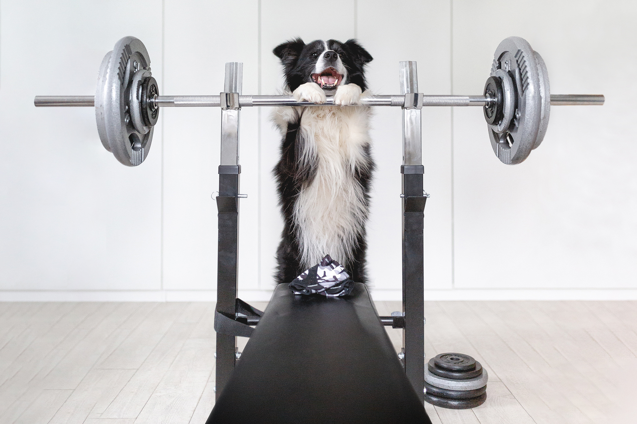 Border Collie auf einer Hantelbank mit Langhantel