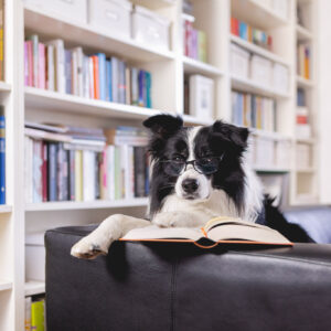 Hund mit Buch und Brille