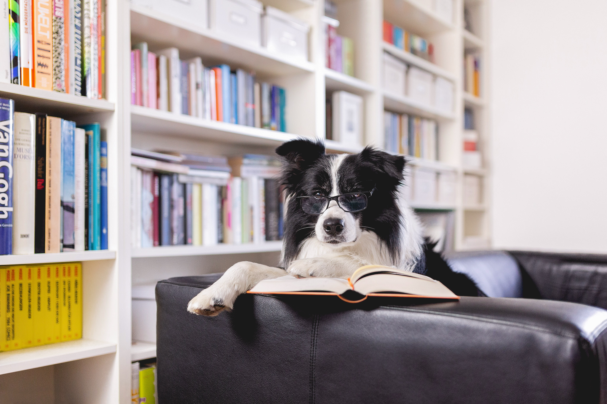 Hund mit Buch und Brille