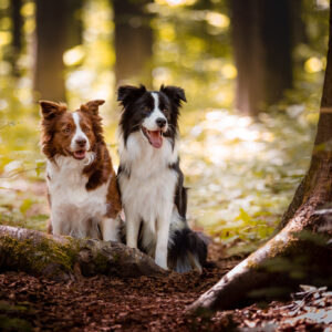 Border Collie Hündinnen