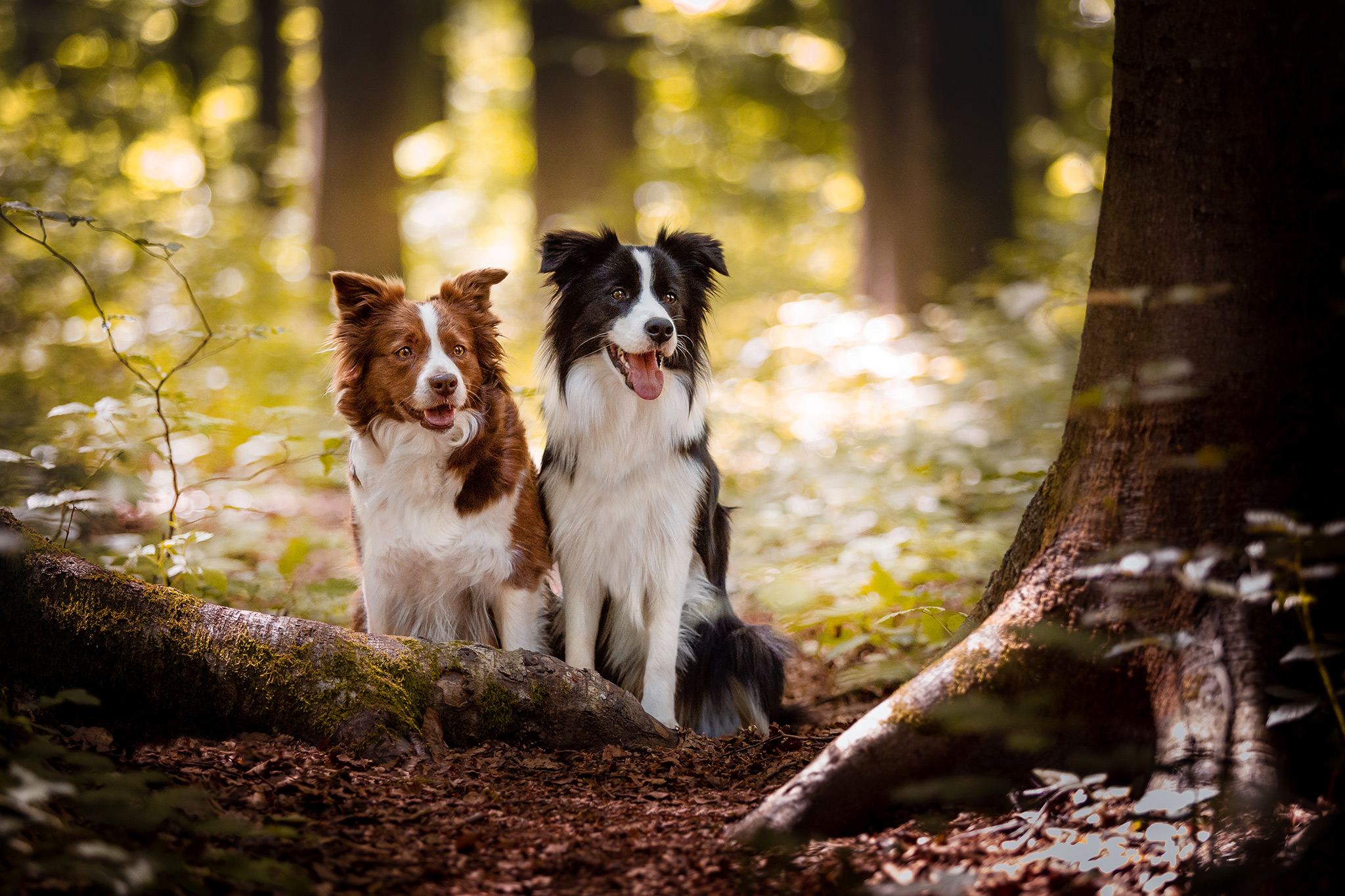 Border Collie Hündinnen