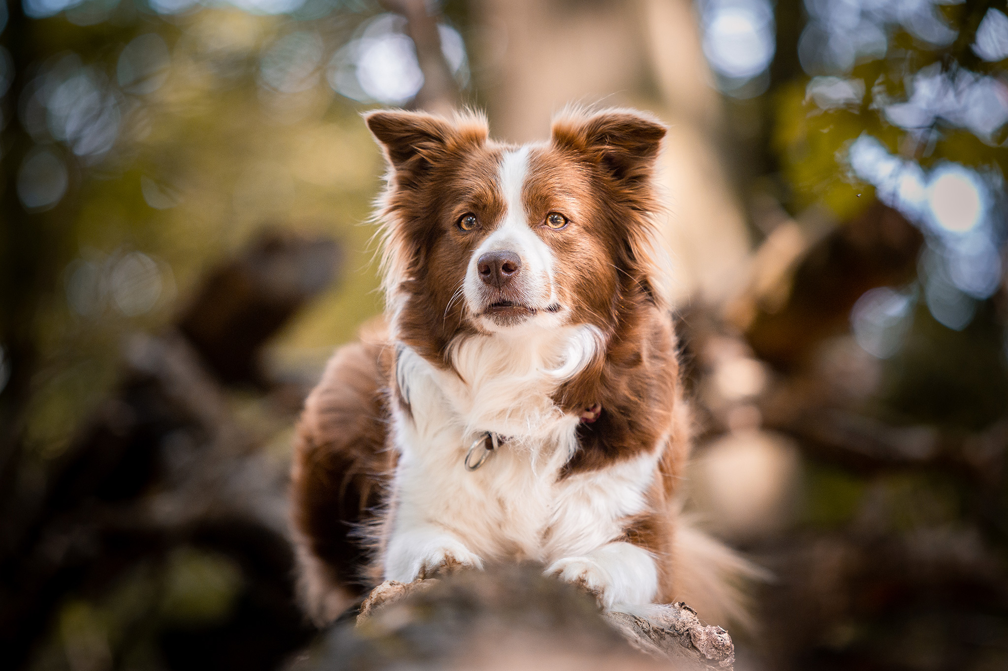 Border Collie Hündin chocolate