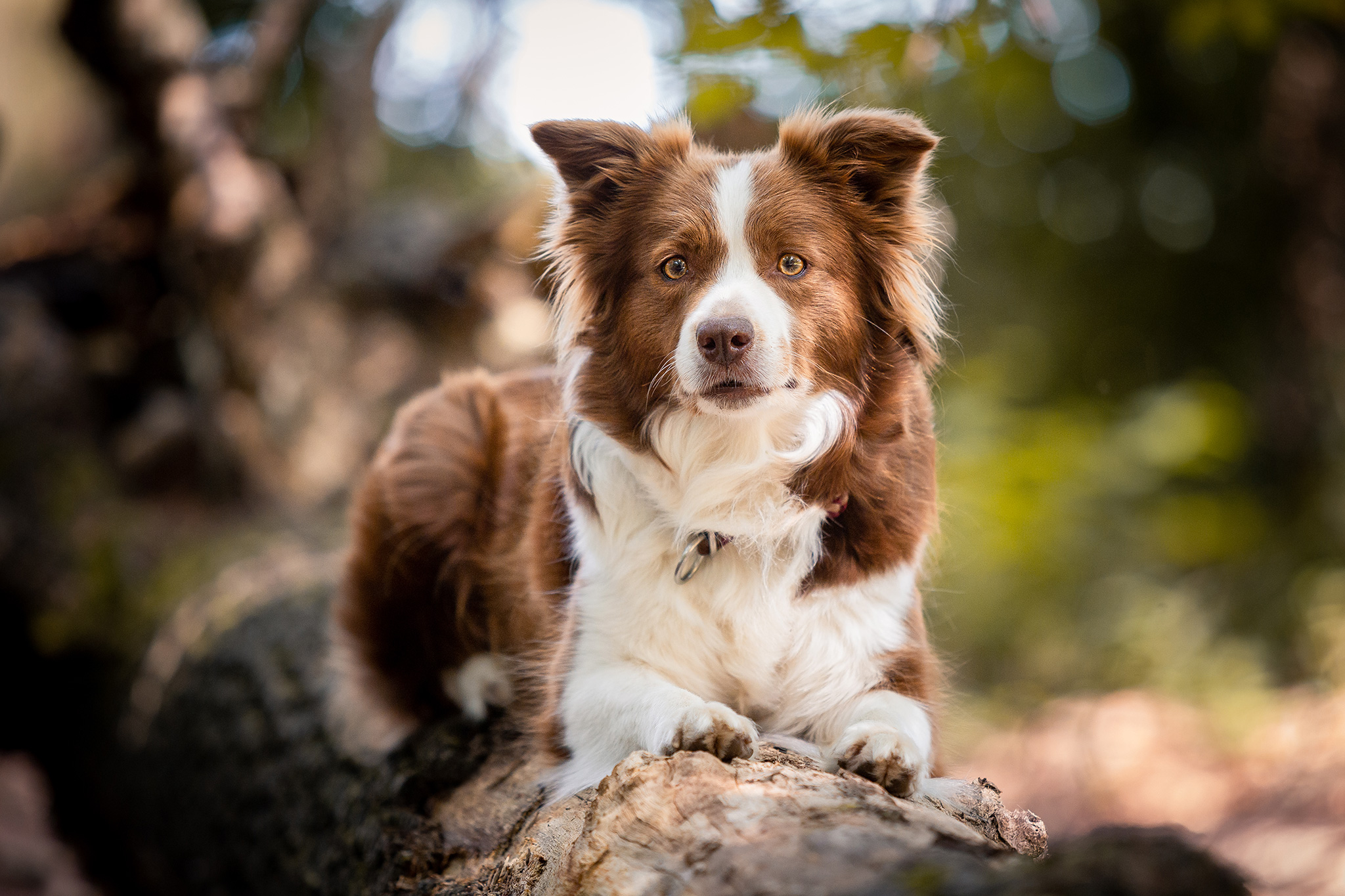 Border Collie Hündin chocolate