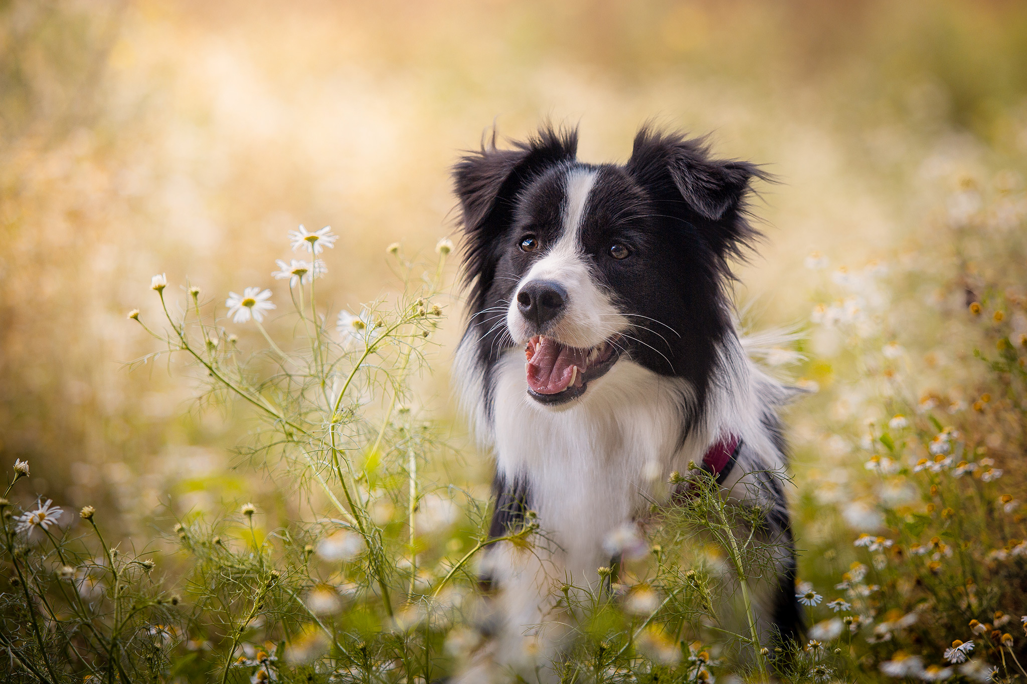 Border Collie Junghündin