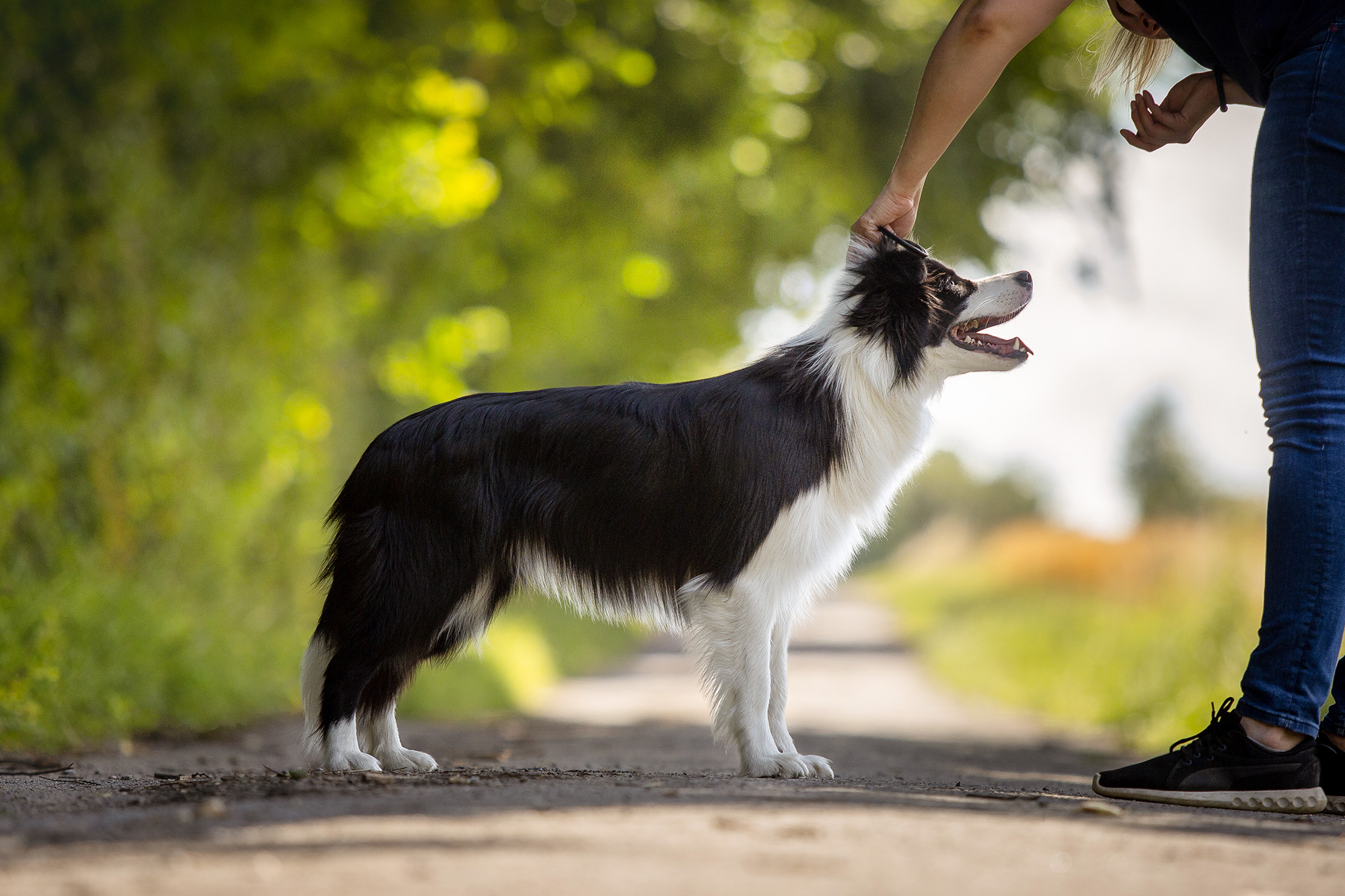 Border Collie Junghündin