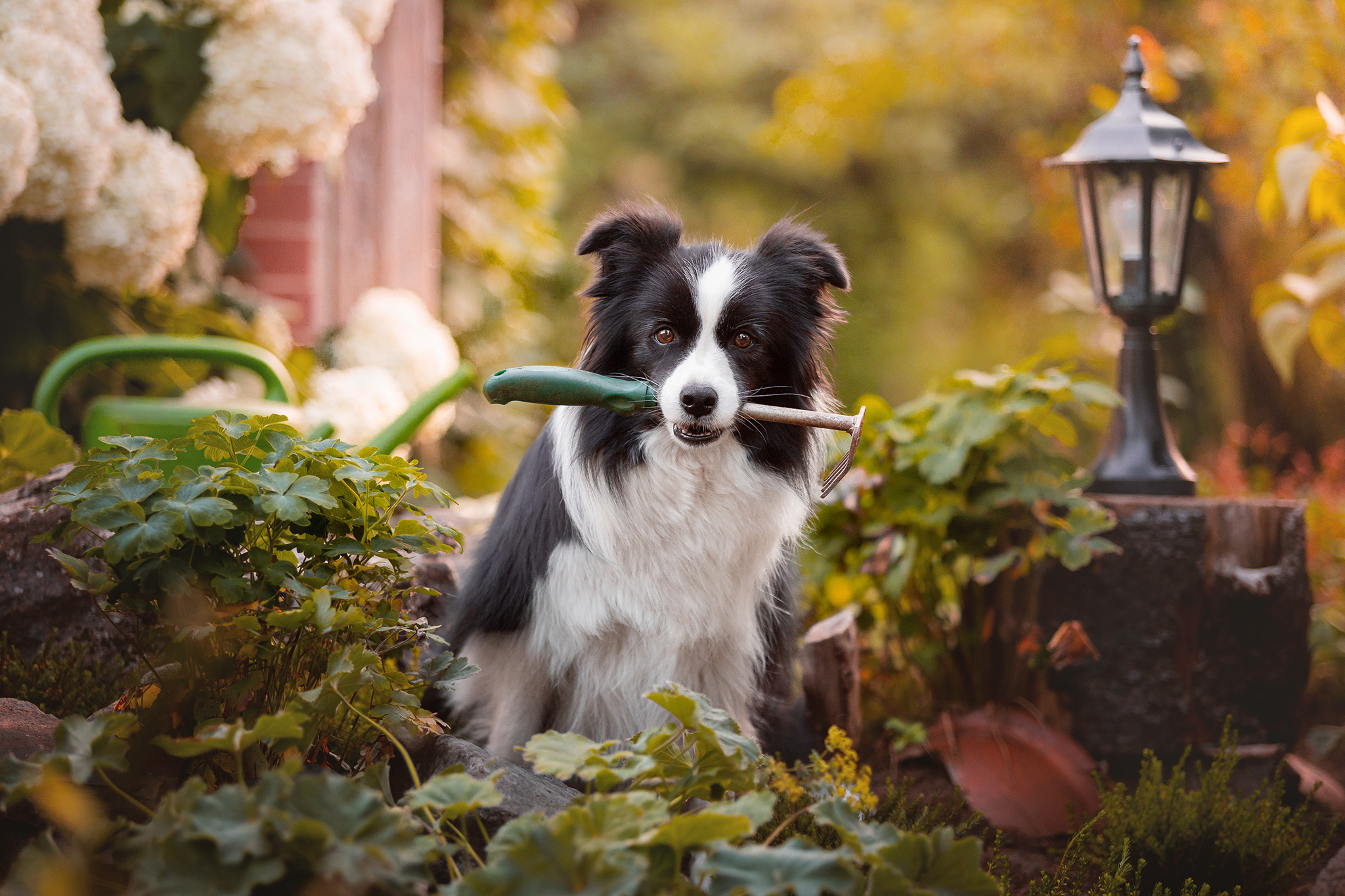 Border Collie Hündin mit Gartenarbeitsgerät