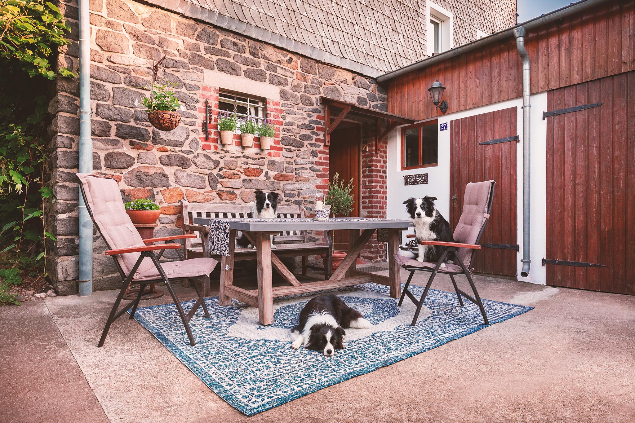 Border Collies im Garten