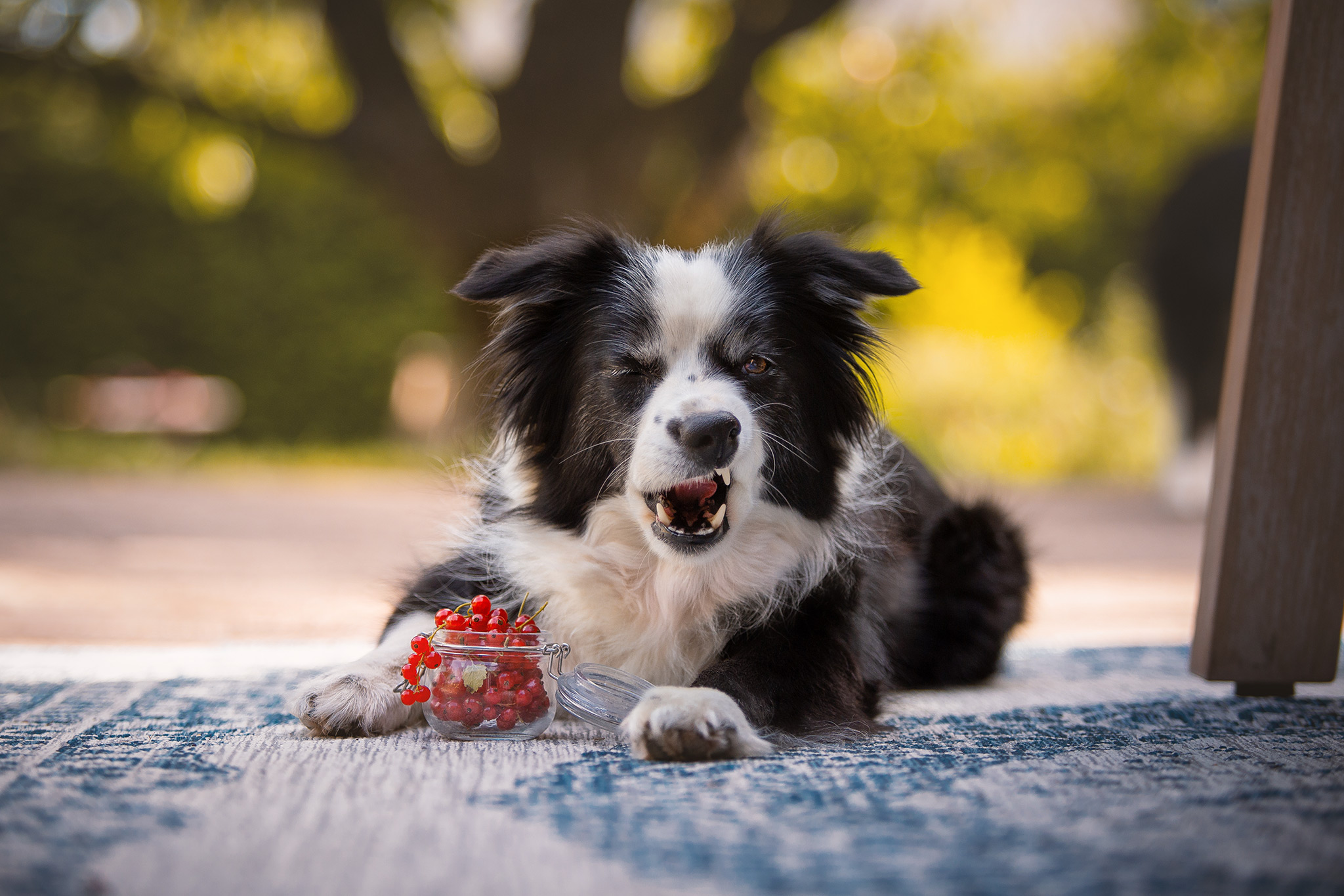 Border Collie Hündin mit einem Glas Beeren