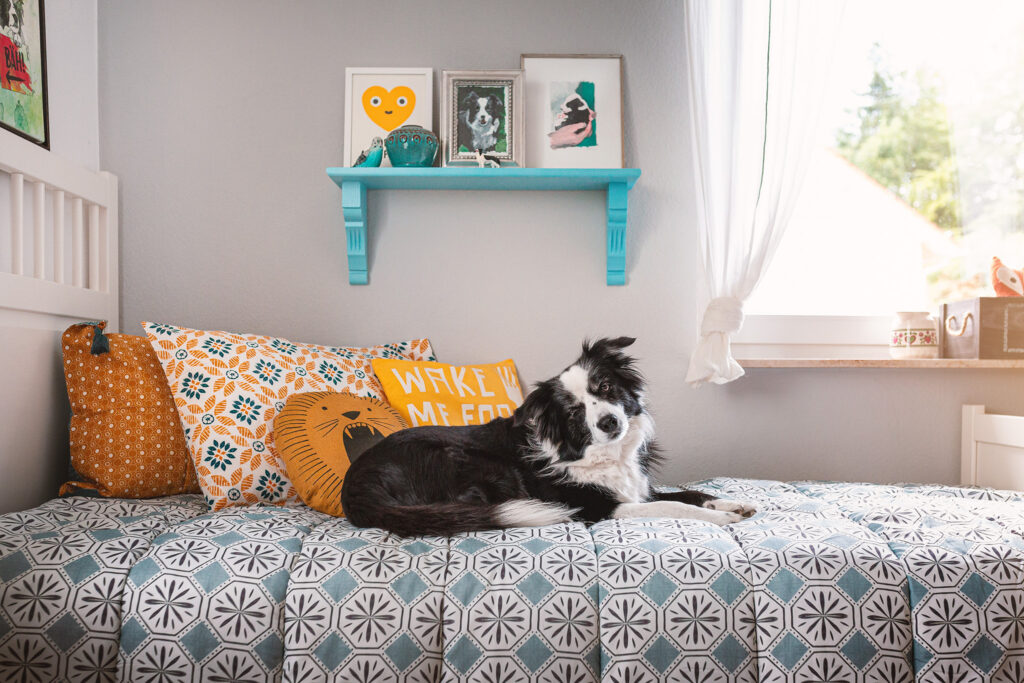 Border Collie Hündin auf einem Bett