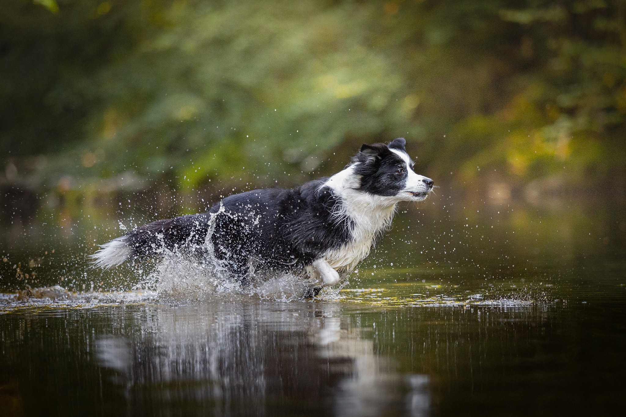 Border Collie Hündin beim Schwimmen