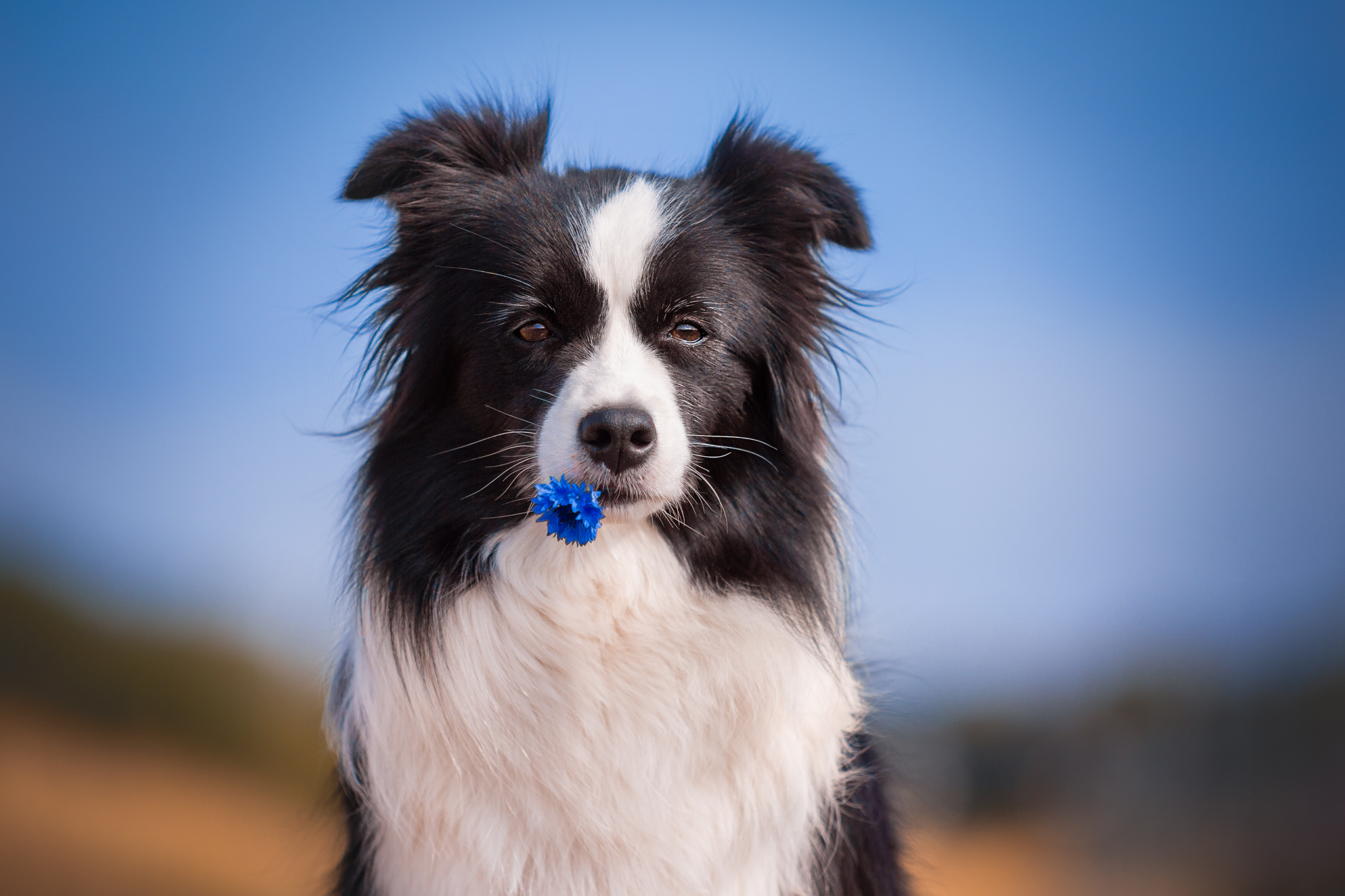 Border Collie mit Kornblume in der Schnauze