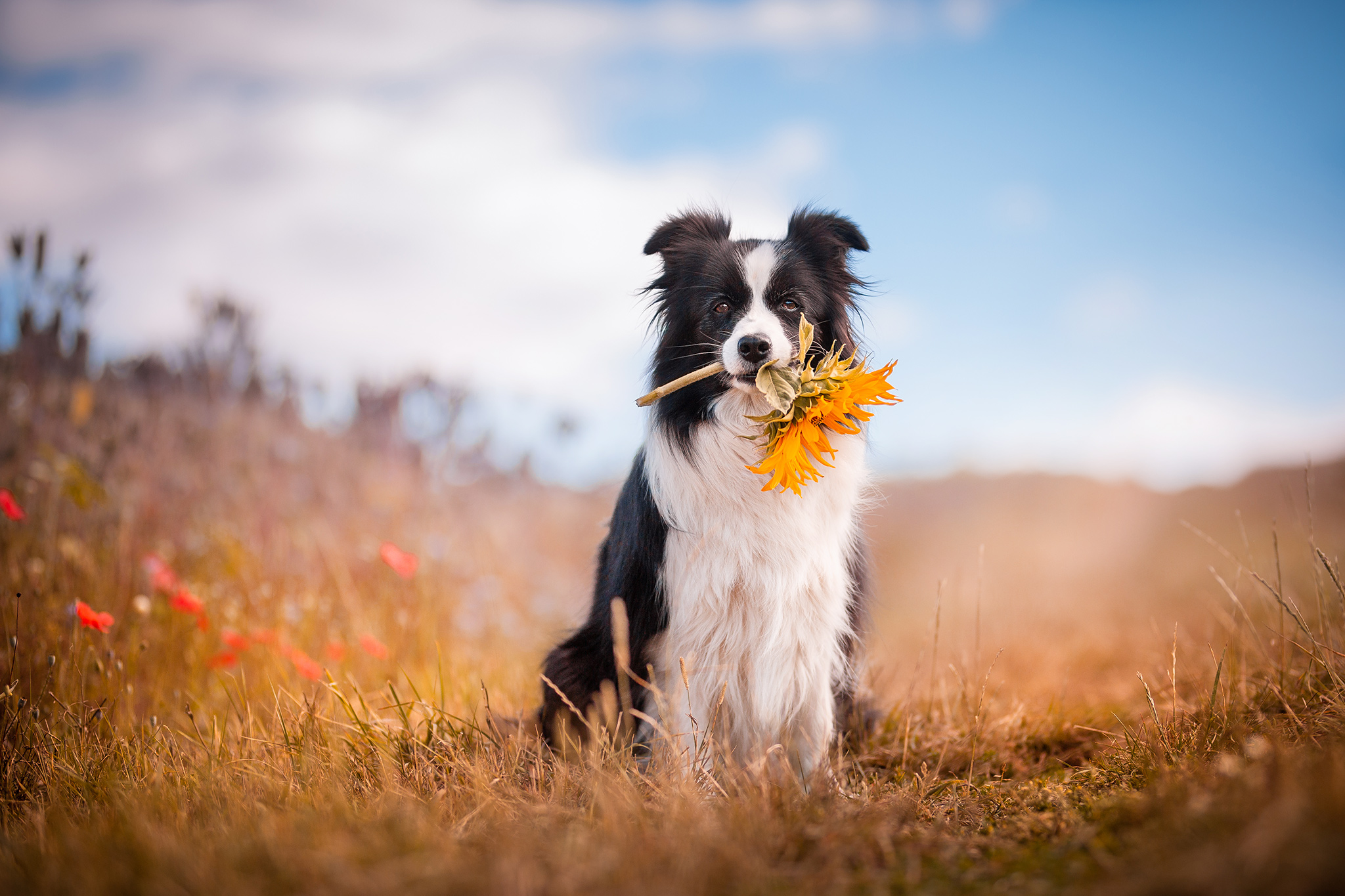 Border Collie Hündin hält eine Sonnenblume in der Schnauze