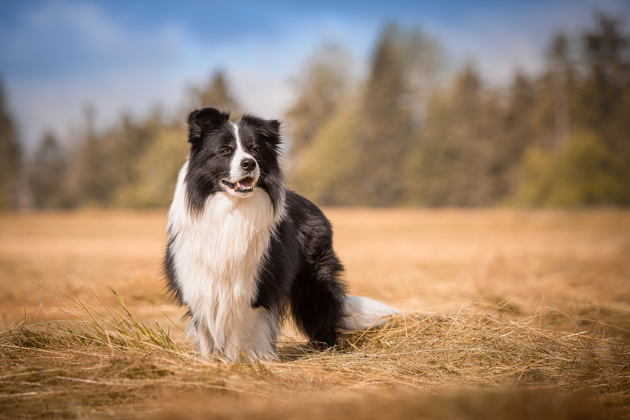 Border Collie Rüde auf einem Heufeld