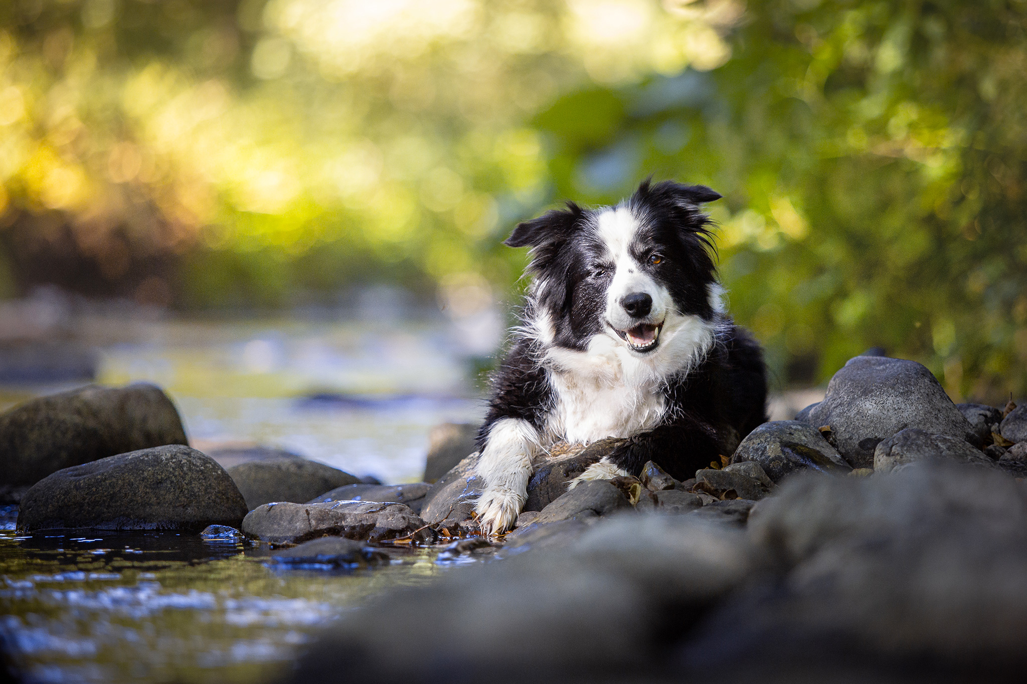 Border Collie Hündin am Flussufer