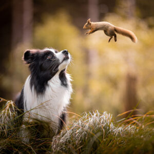 Border Collie mit Eichhörnchen