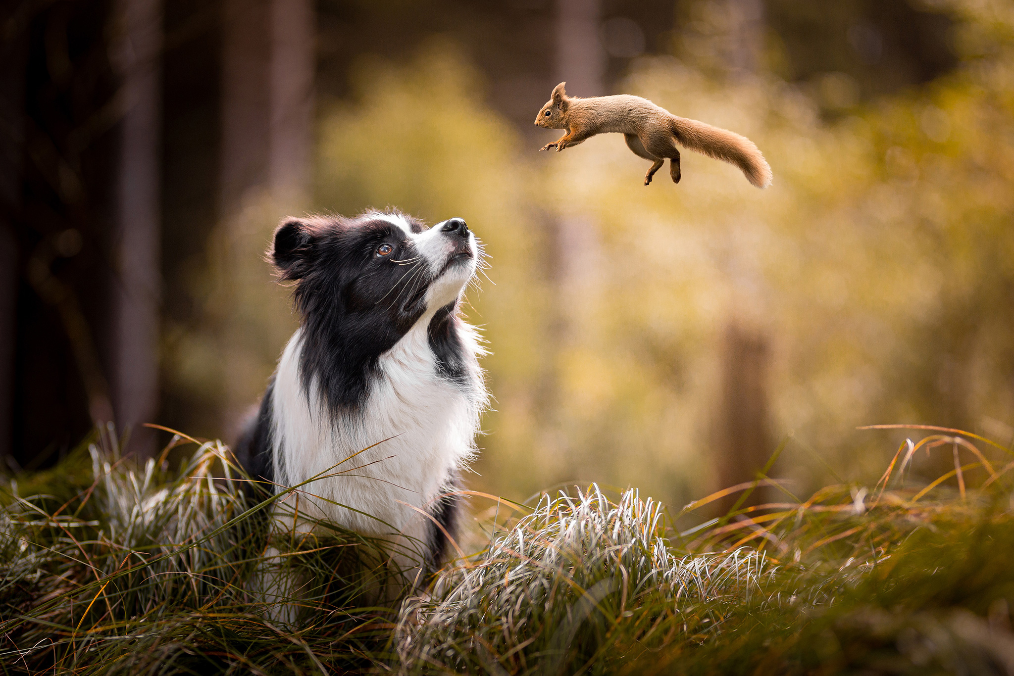 Border Collie mit Eichhörnchen
