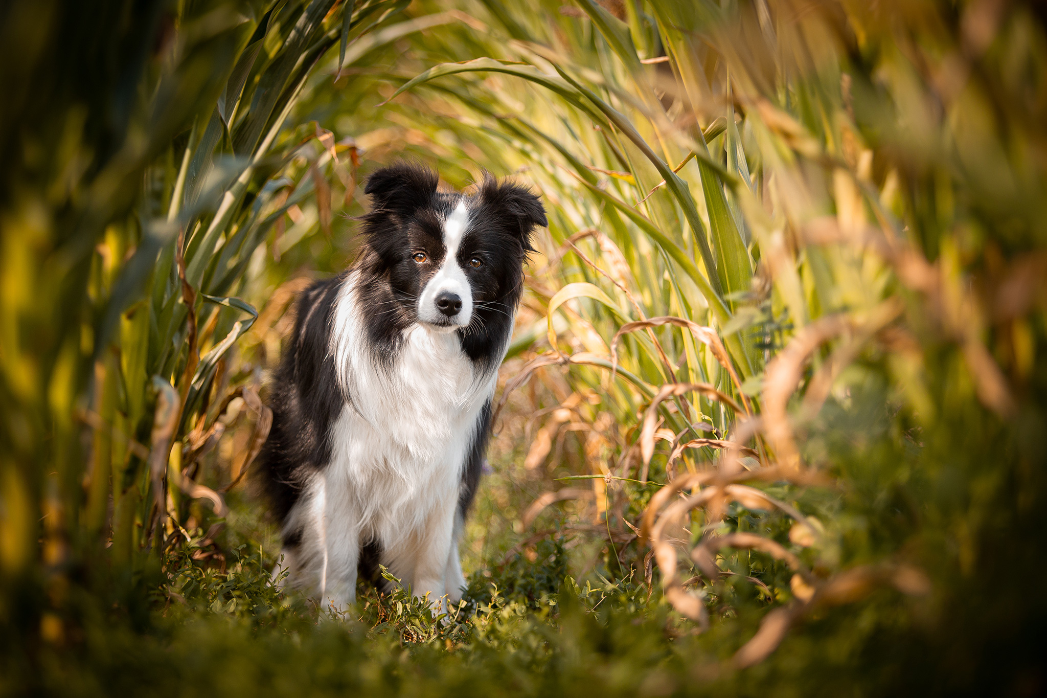 Border Collie Hündin im Maisfeld