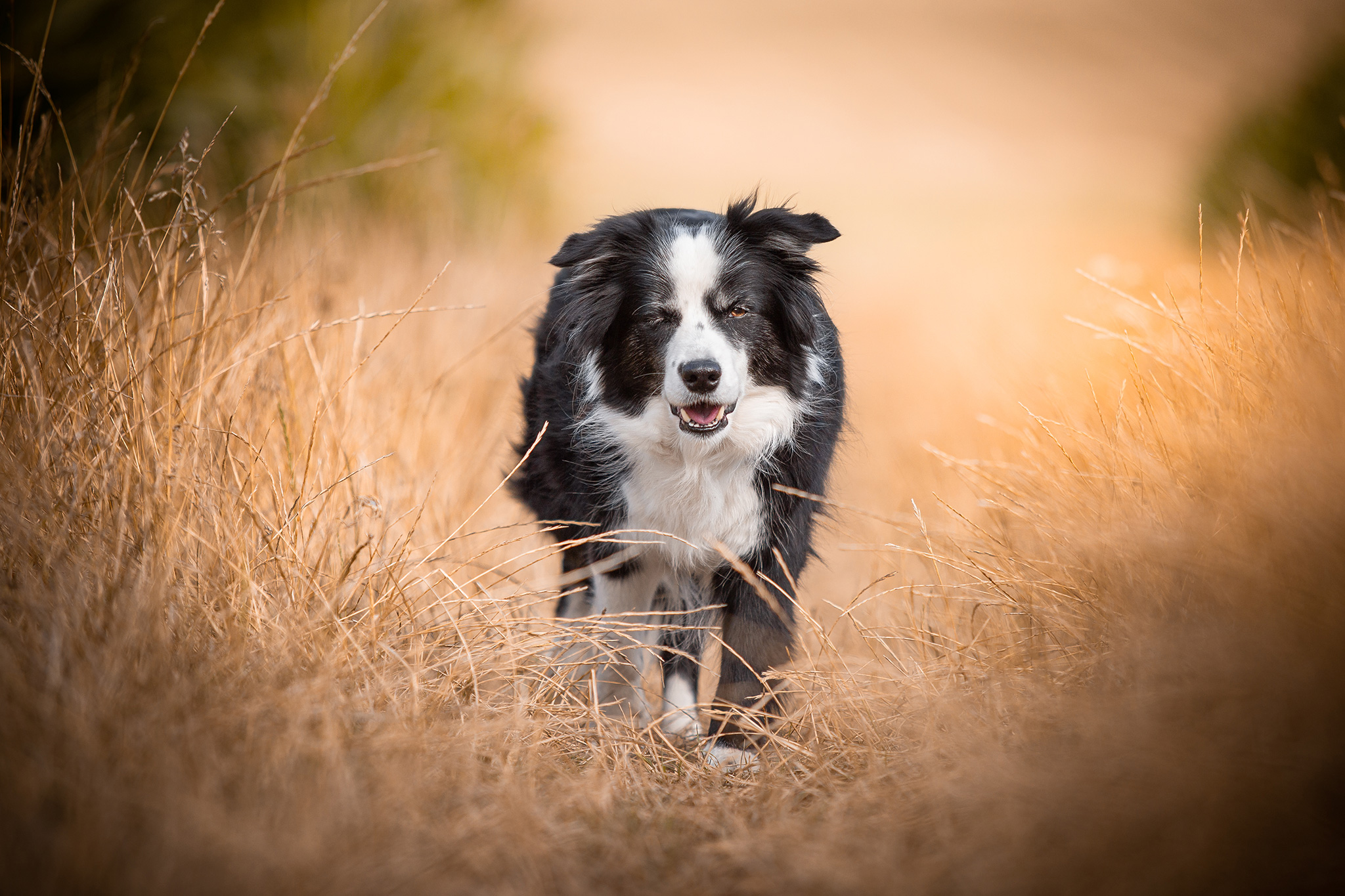 Border Collie Hündin im Feld