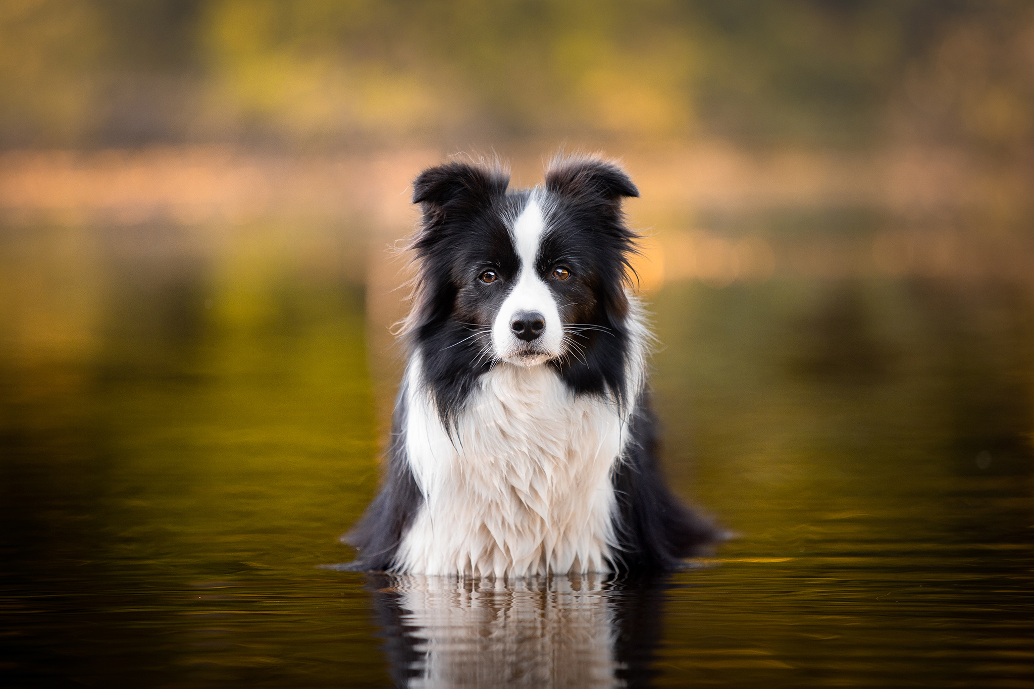 Border Collie Hündin beim Baden