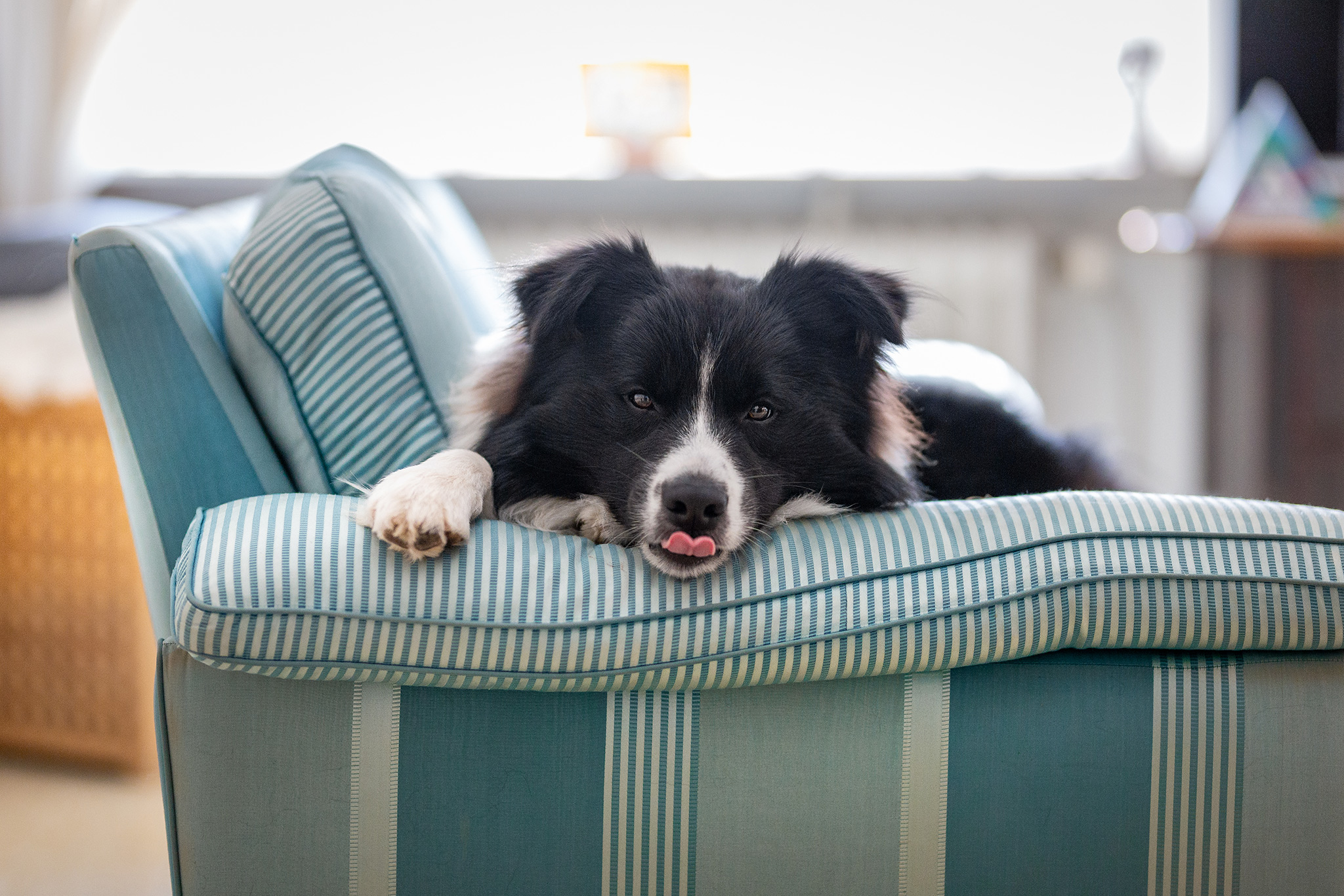 Border Collie Rüden