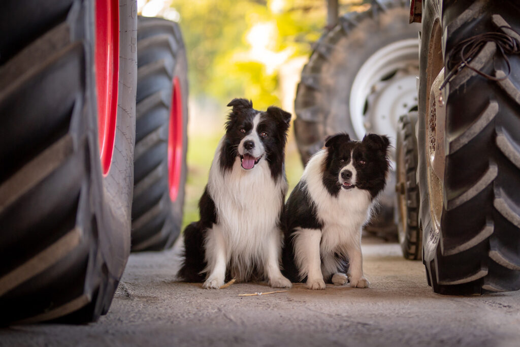 Border Collie Rüden