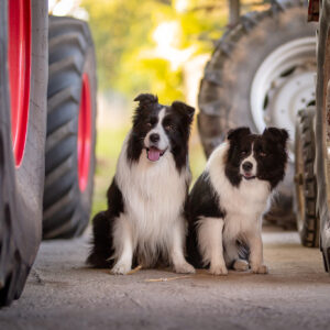 Border Collie Rüden