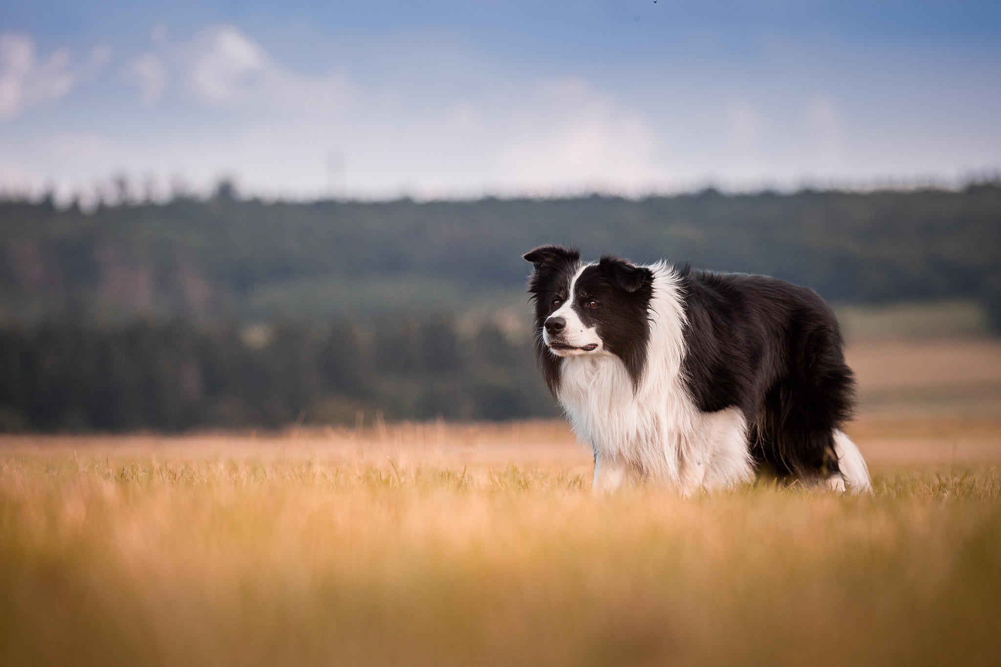 Border Collie auf Sommerwiese