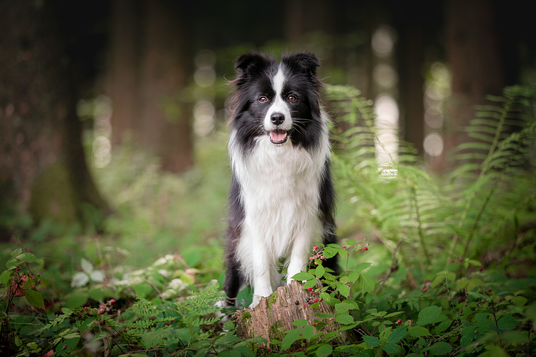 Border Collie Hündin auf einer Waldlichtung