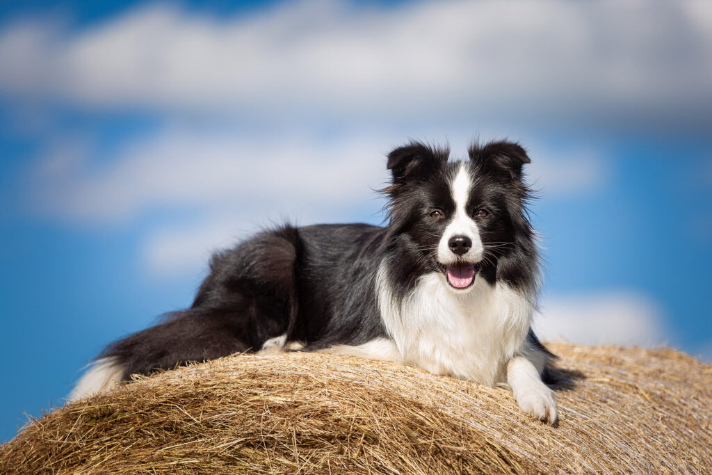 Border Collie Hündin vor blauem Himmel auf Heuballen