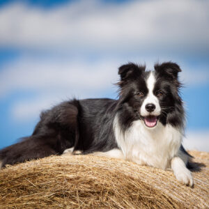 Border Collie Hündin vor blauem Himmel auf Heuballen