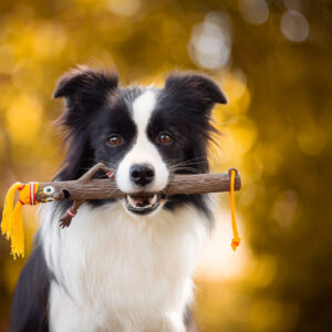 Border Collie Hündin mit Hundespielzeug