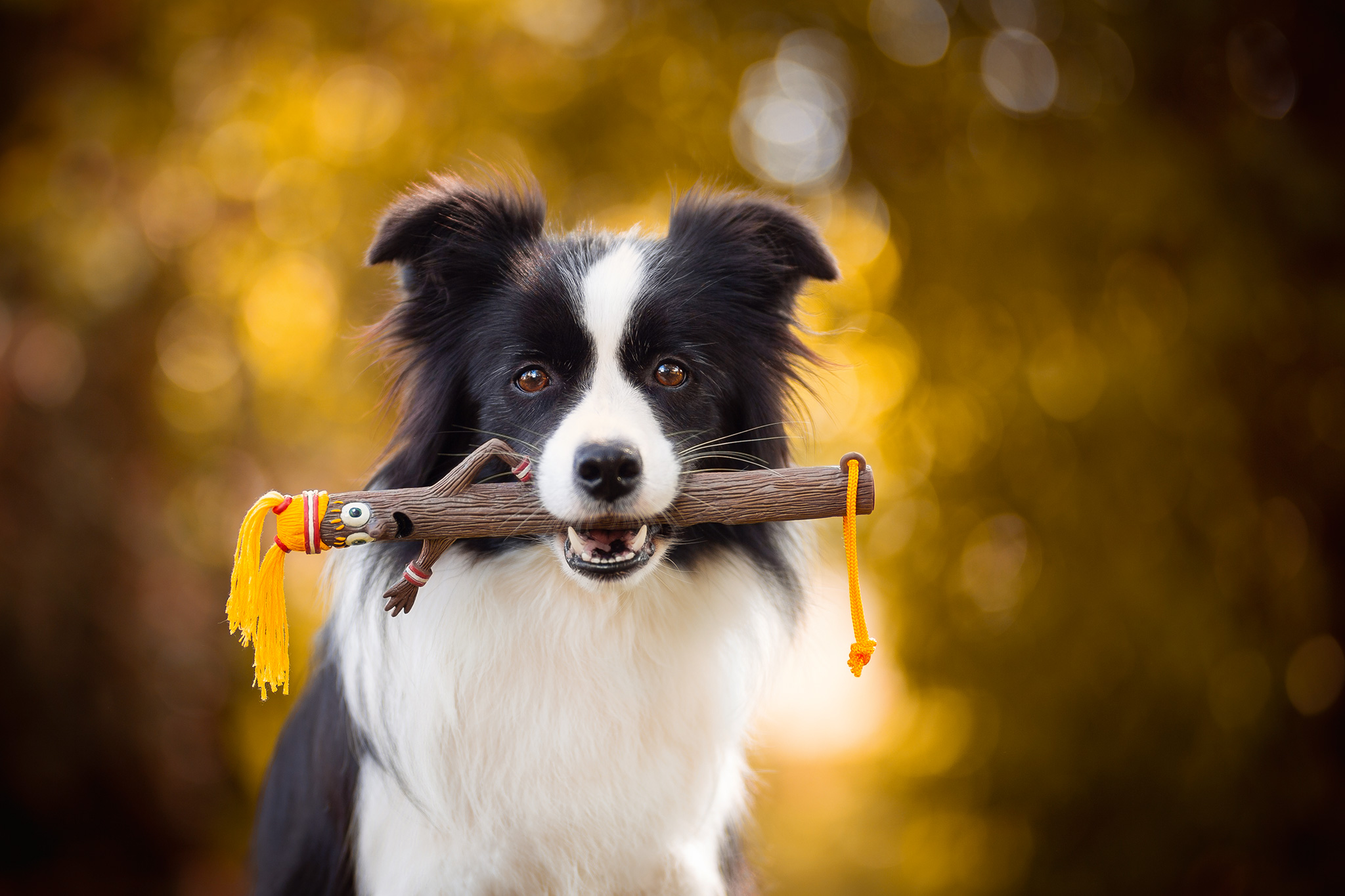 Border Collie Hündin mit Hundespielzeug