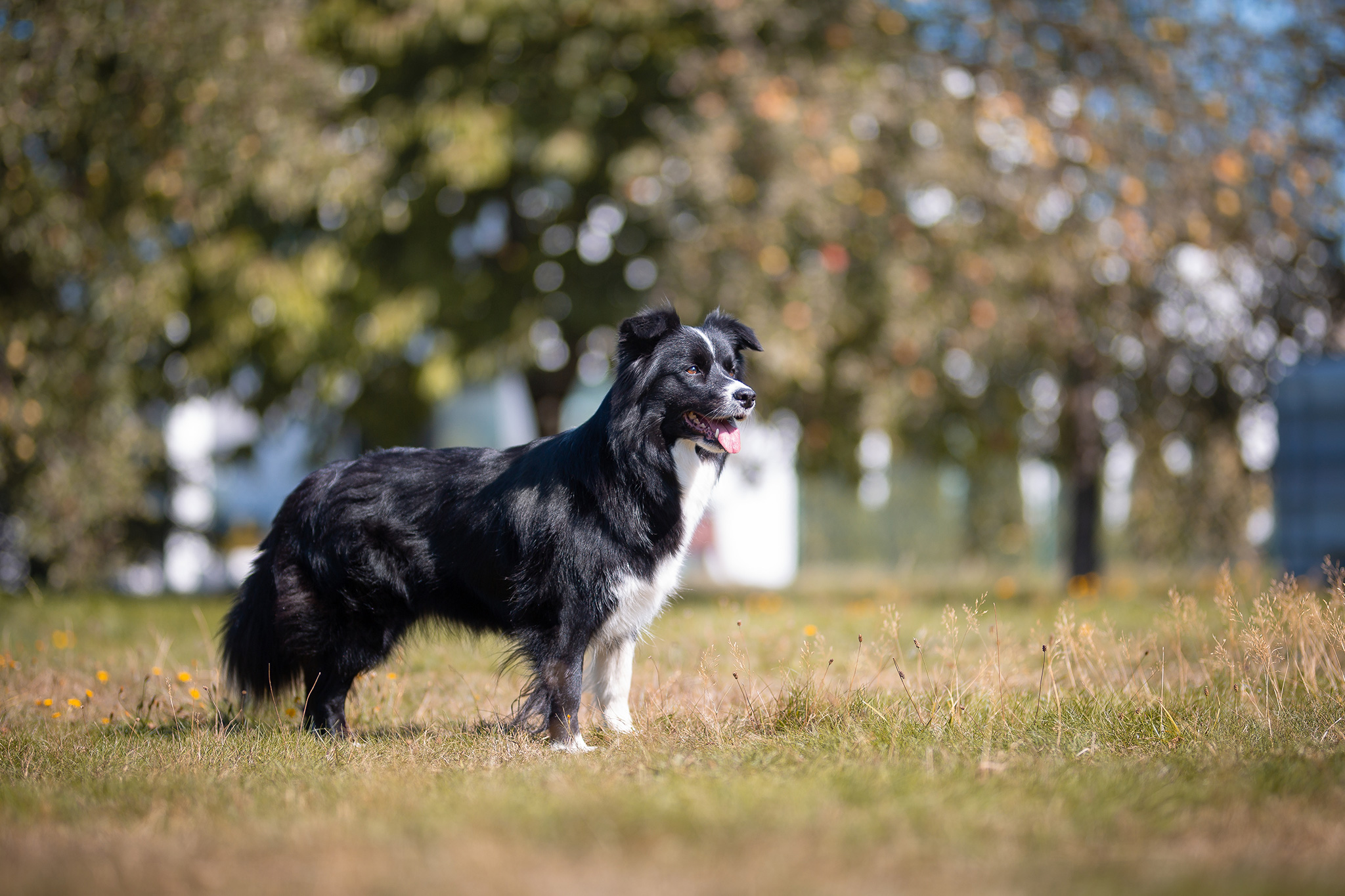 Border Collie Hündin Zoe