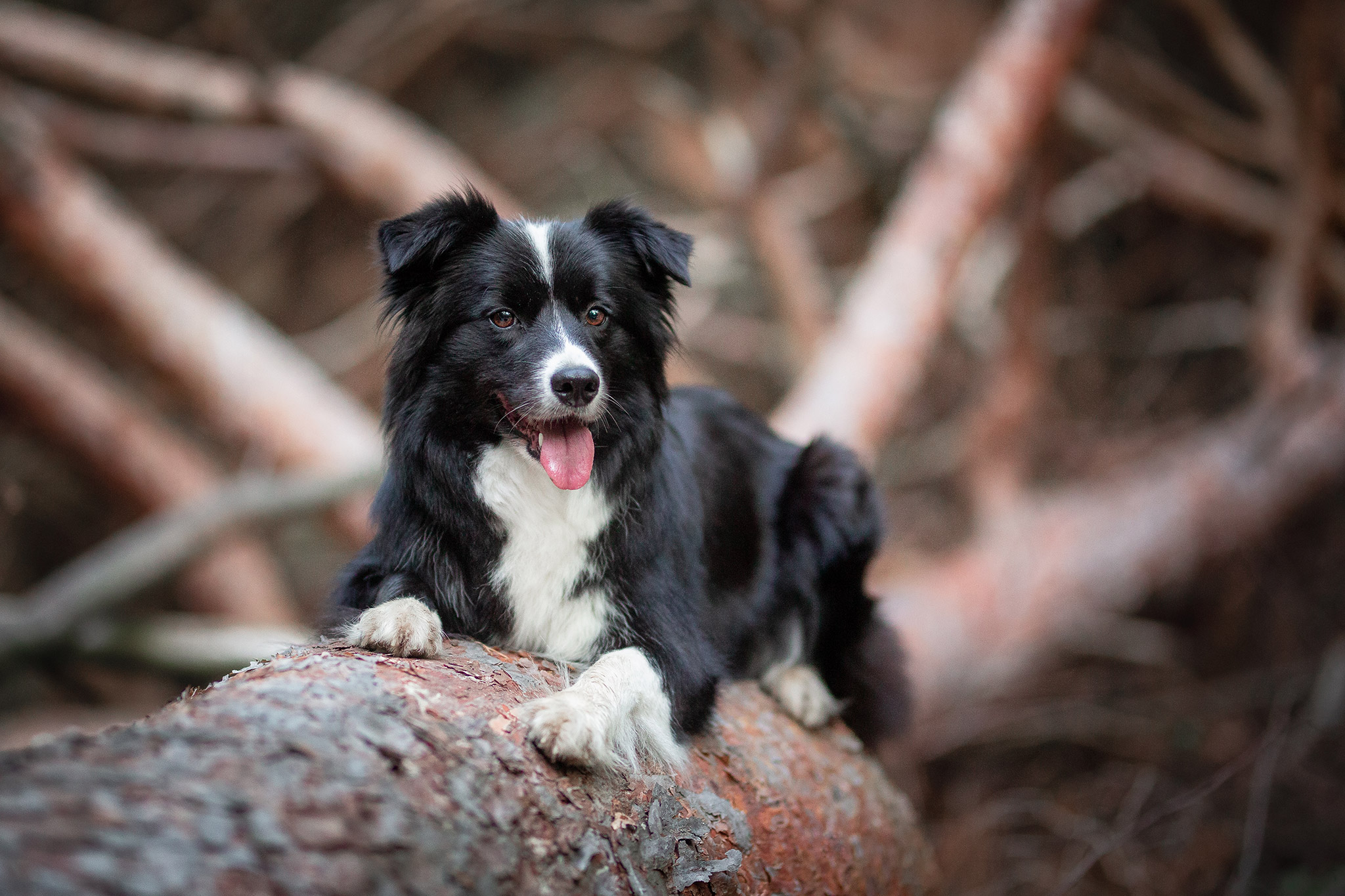 Border Collie Hündin Zoe