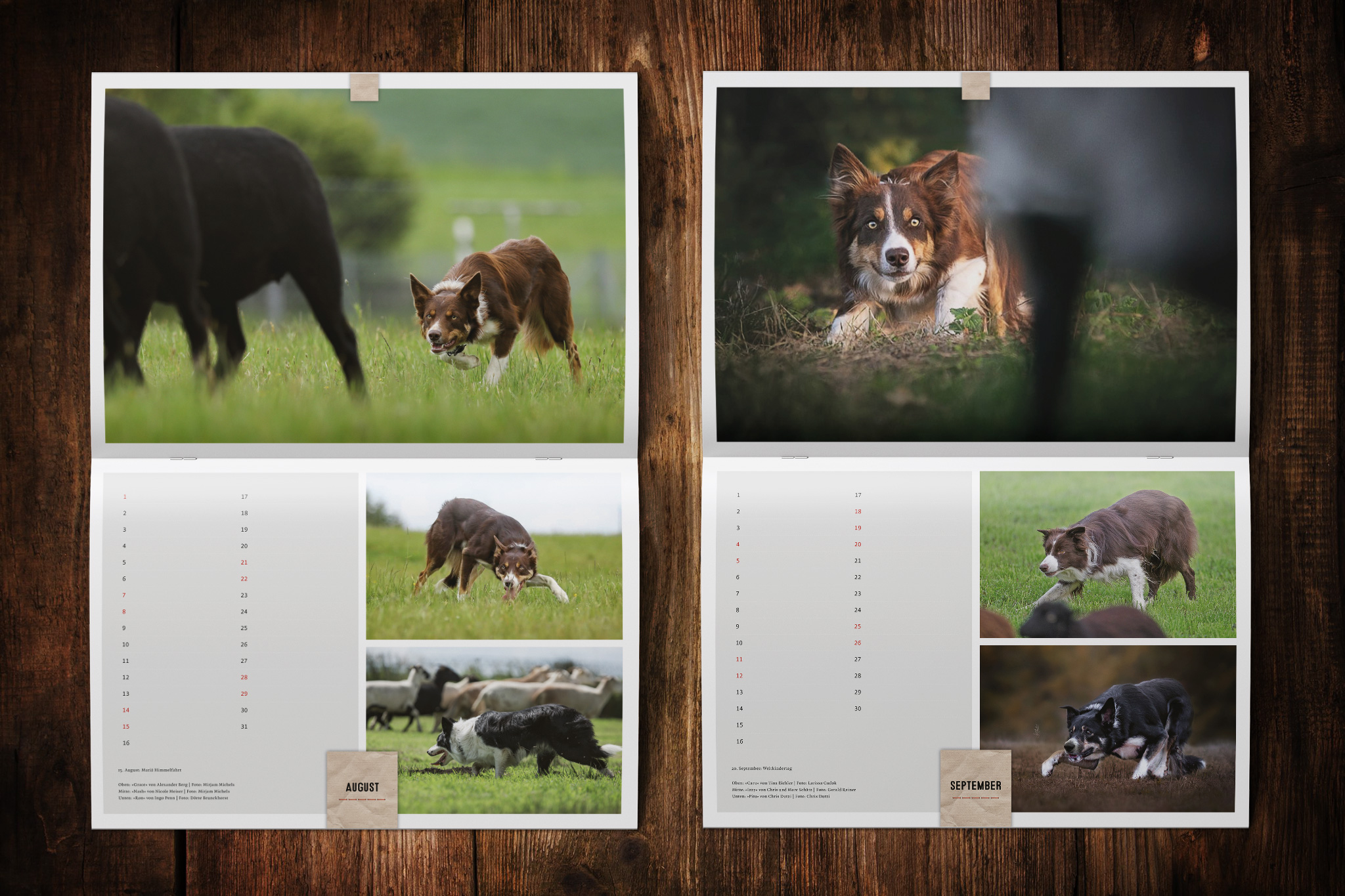 Wandkalender zugunsten von Border Collie in Not