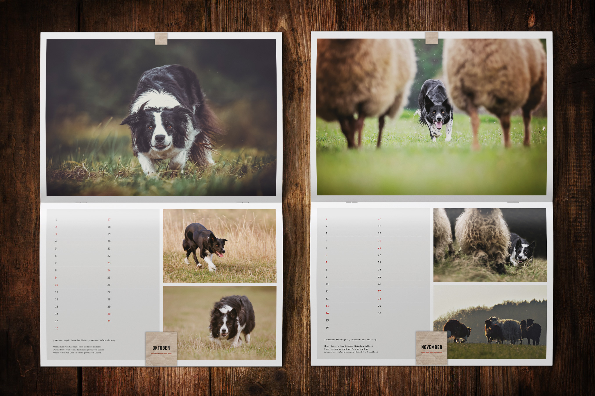 Wandkalender zugunsten von Border Collie in Not