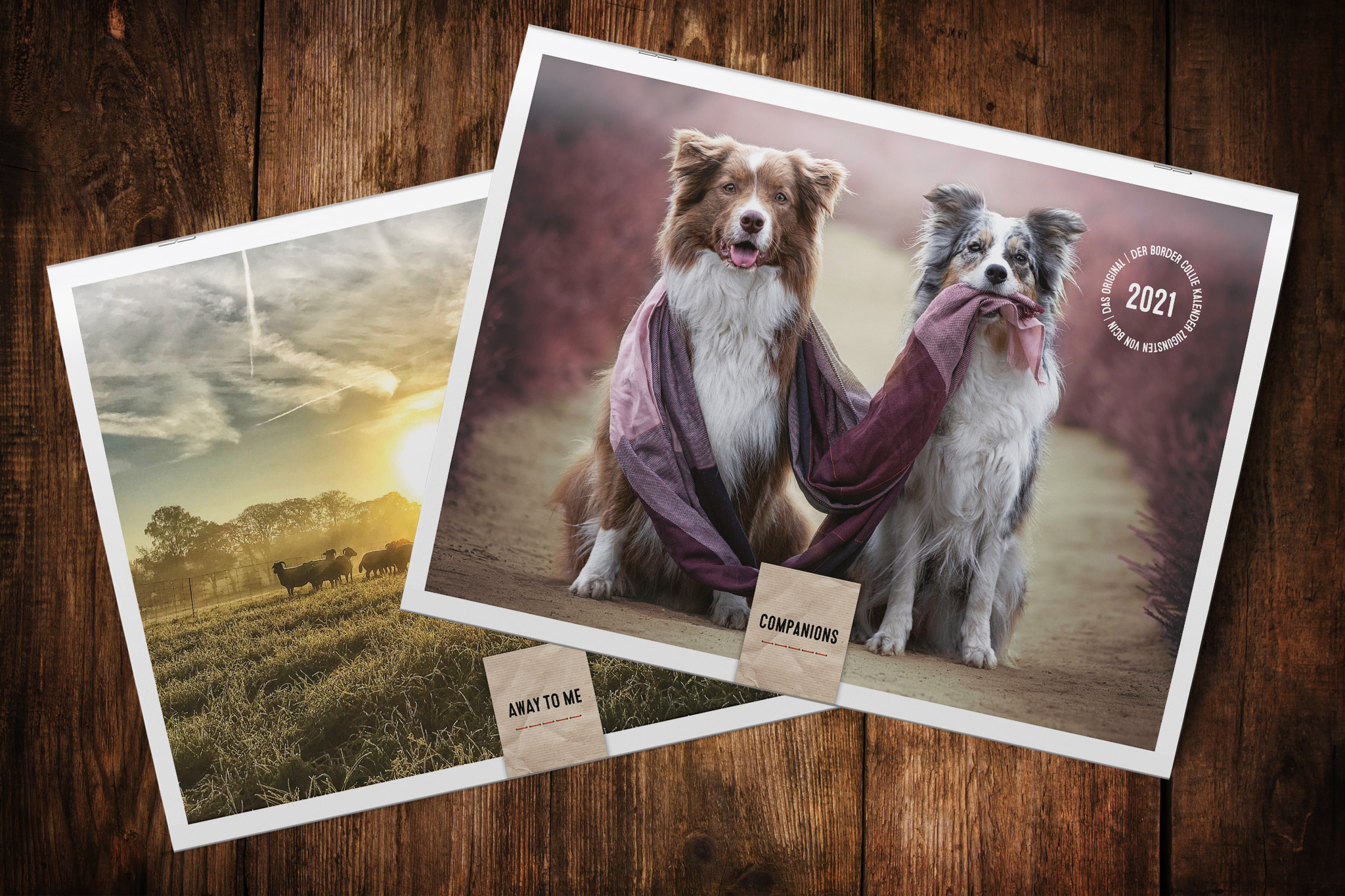 Wandkalender zugunsten von Border Collie in Not